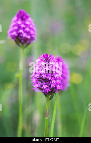 Anacamptis Pyramidalis. Pyramiden-Orchidee in einer Wildblumenwiese. Stockfoto