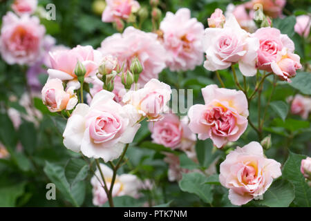 Rosa "Felicia". Strauchrose in einem englischen Garten. Stockfoto