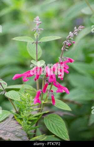 Salvia curviflora 'Blumen Tubular Bells'. Stockfoto