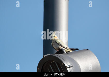 Nymphensittich ist ein exotischer Vogel in Portugal, sie sind jedoch oft gesehen in Porto Stockfoto