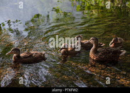 Mutter Ente schwimmen mit Baby Enten, Essen und Schwimmen in den frühen Morgenstunden bei Sonnenaufgang am Ufer des Campingplatzes. Stockfoto