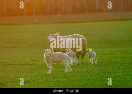 Eine Familie von Schafen mit Abendsonne auf den grünen Bereich. Mutter Schaf mit zwei sehr jungen Schafe und ein grösseres baby sheep. Stockfoto