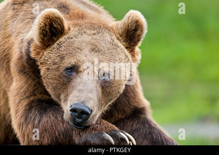 Große braune Grizzly Bär seinen Kopf auf seine massiven Paw gerade mit Blick auf die Kamera Stockfoto