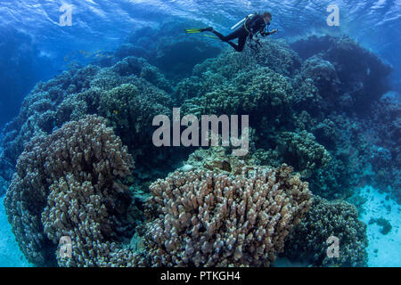 Weibliche Scuba Diver erforscht Coral Berge im Roten Meer. September, 2018 Stockfoto