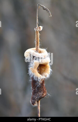 Seltsam Aussehen der Rohrkolben typha oder cattail bei der Verbreitung von Samen im Frühling Stockfoto