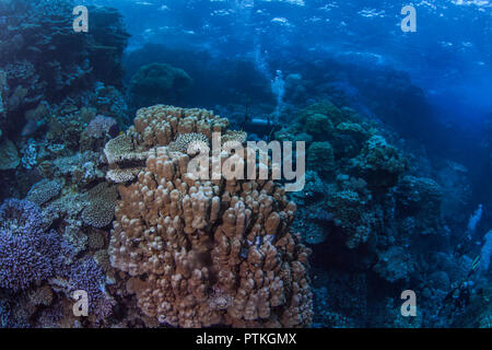 Taucher erkunden Coral Garden in hoch aufragenden Felsen versteckt in der Fury Shoals Bereich des Roten Meeres. Stockfoto