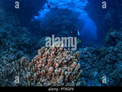 Taucher am Roten Meer safari Schwimmen durch Coral Reef pinnacles in der Abenddämmerung. September, 2018 Stockfoto