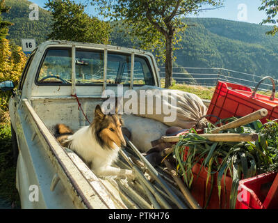 Langhaariger Shetland-Schäferhund sitzt in einem LKW mit frisch geernteten Zwiebeln und Kartoffeln (Säcken) im Dorf Lignan, Aosta Valley, NW Italien Stockfoto