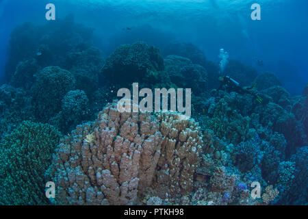 Weibliche Scuba Diver erforscht Coral Berge im Roten Meer. September, 2018 Stockfoto