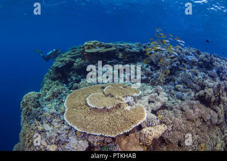 Weibliche Scuba Diver mit Video Kamera Fotos Schule des bluestriped snapper Fisch über Tabelle Coral an der Spitze einer Pinnacle im Roten Meer. Stockfoto