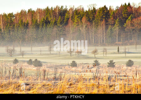 Nebeliger morgen nach der ersten kalten Nacht des Jahres. Der Winter kommt die Blätter gelb und die Nächte kälter. Stockfoto