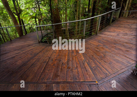 Erhöhten Gehweg im Regenwald, in der Nähe von Katoomba in New South Wales, Australien, in der Nähe von Sydney Stockfoto