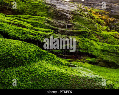 Bemoosten Felsen und Wasserfall an der Bucht von Tintagel in Cornwall. Stockfoto