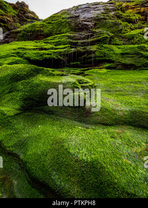 Bemoosten Felsen und Wasserfall an der Bucht von Tintagel in Cornwall. Stockfoto