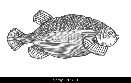 Tuschezeichnung von Fischen. Hand Vector Illustration auf weißem Hintergrund dargestellt. Retro Style. Stock Vektor