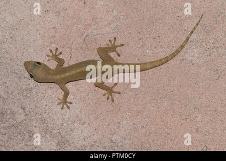 Gemeinsame 4-Krallen Gecko (Gehyra mutilata) auf Hauswand, Isaan, Thailand Stockfoto