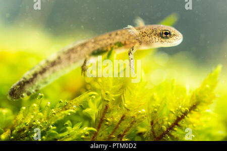 Feuersalamander (Salamandra salamandra), Larve unter Wasser, junge Tier, Berchtesgadener Land, Bayern, Deutschland Stockfoto