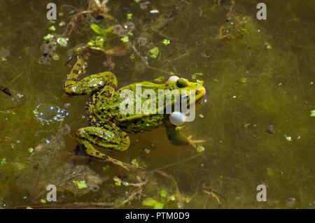 Green frog (Rana esculenta) mit Aufgeblähten vocal sacs in Wasser, Estland