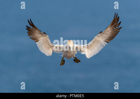 Northern Gannet (Morus bassanus) anfahren, Helgoland, Schleswig-Holstein, Deutschland Stockfoto