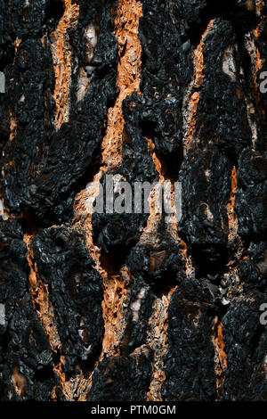 Kanarische Kiefer (Pinus canariensis), schwarz verkohlte Rinde nach Waldbrand, Detail, Teneriffa, Kanarische Inseln, Spanien Stockfoto