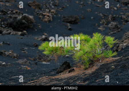 Kanarische Kiefer (Pinus canariensis), junge Pflanzen in einem schwarzen Lavafeld, Teneriffa, Kanarische Inseln, Spanien Stockfoto