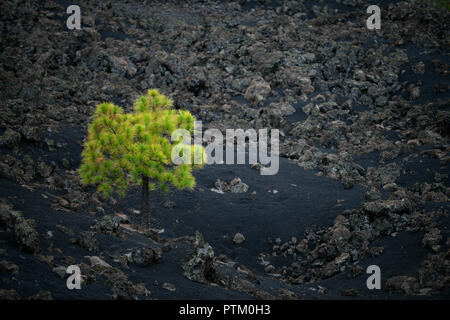 Kanarische Kiefer (Pinus canariensis) im schwarzen Lavafeld, Arenas Negras, Teneriffa, Kanarische Inseln, Spanien Stockfoto