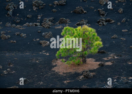 Kanarische Kiefer (Pinus canariensis) im schwarzen Lavafeld, Arenas Negras, Teneriffa, Kanarische Inseln, Spanien Stockfoto