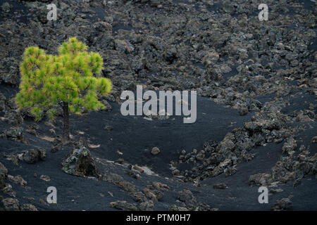 Kanarische Kiefer (Pinus canariensis) im schwarzen Lavafeld, Arenas Negras, Teneriffa, Kanarische Inseln, Spanien Stockfoto