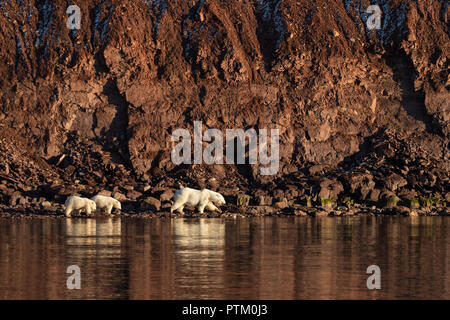 Eisbären (Ursus maritimus), der Mutter Tier mit zwei Jungen, die auf der felsigen Ufern, Woodfjords, Spitzbergen Island Stockfoto