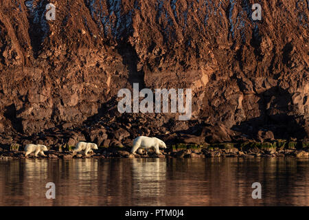 Eisbären (Ursus maritimus), der Mutter Tier mit zwei Jungen, die auf der felsigen Ufern, Woodfjords, Spitzbergen Island Stockfoto