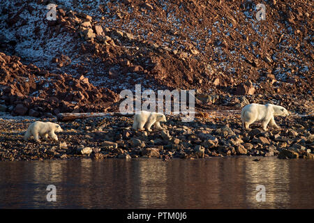Eisbären (Ursus maritimus), der Mutter Tier mit zwei Jungen, die auf der felsigen Ufern, Woodfjords, Spitzbergen Island Stockfoto