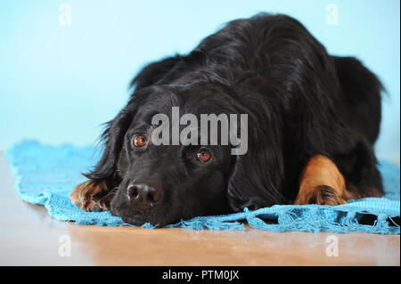 Hovawart, schwarze Markierung, Mann lag auf dem Boden, Österreich Stockfoto