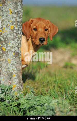 Labrador Retriever, Gelb, Welpen, 10 Wochen, hinter Baum suchen, Österreich Stockfoto