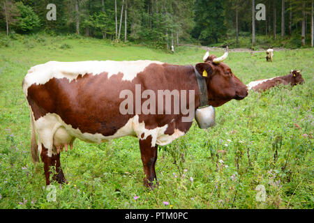 Pinzgauer Rinder, Milch Kuh mit Glocke Kuh auf der Alm, in der Nähe von Schönau am Königssee, Berchtesgaden Nationalpark Stockfoto