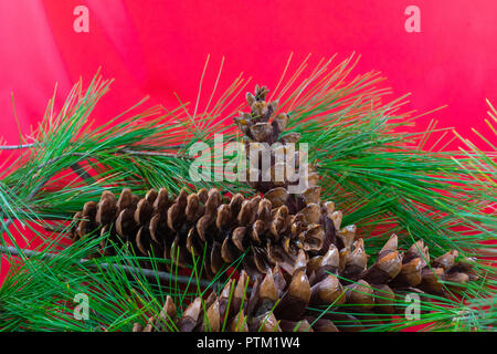 Drei weiße Tannenzapfen auf einem Bett von white pine Äste Stockfoto