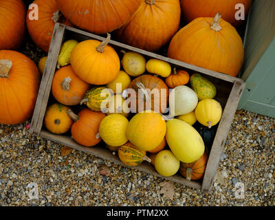 Herbst - Erntedankfest - Halloween - Danken: Eine bunte Zusammenstellung von Kürbis, Zucchini, Kürbisse und Kürbisse. Stockfoto