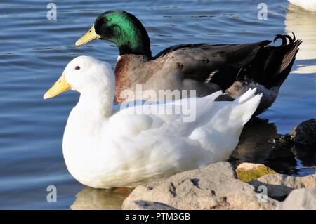 Drake Mallard und pekin Ente über für eine zu gehen schwimmen Stockfoto