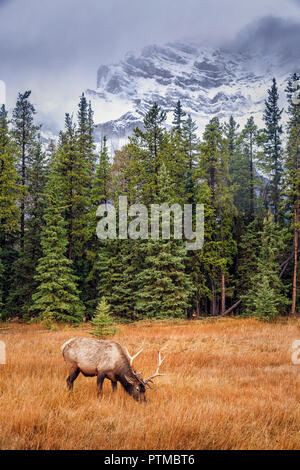 Elch in der Nähe von Two Jack Lake, Banff National Park, Alberta, Kanada Stockfoto