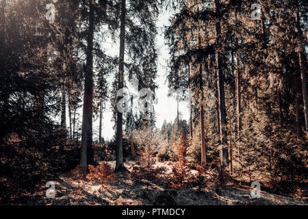 Dunkle Bäume in den herbstlichen Wald mit viel Sonnenschein. Spritzer Farbe in der Natur und Sonnenstrahlen Stockfoto