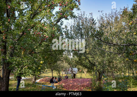 Äpfel sind auf einem Baum in einem Obstgarten in Pulwama während der apfelernte gesehen. Kaschmir ist die wichtigste Quelle für alle Apple die Produktion in Indien, wo gibt es rund 113 Sorten von Äpfeln. Im Herbst Jahreszeit die Obstgärten sind mit der roten Blüten der Apfelbäume verpackt. Stockfoto