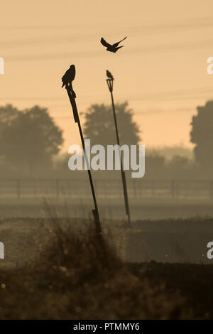 10 Oktober 2018, Nordrhein-Westfalen, Pulheim: Raubvögel sitzen auf Sitzen Polen im Morgennebel. Foto: Federico Gambarini/dpa Stockfoto