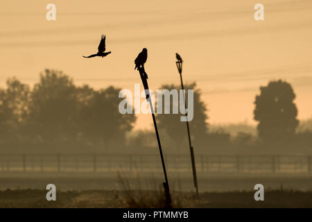 10 Oktober 2018, Nordrhein-Westfalen, Pulheim: Raubvögel sitzen auf Sitzen Polen im Morgennebel. Foto: Federico Gambarini/dpa Stockfoto