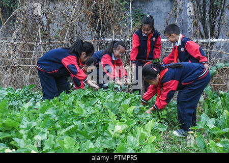 Huzhou, der chinesischen Provinz Zhejiang. 10 Okt, 2018. Die Studierenden wählen Gemüse am Donglin Volksschule in Donglin Stadt Huzhou Stadt, der ostchinesischen Provinz Zhejiang, Okt. 10, 2018. Die Plantage von Donglin Grundschule in der erntezeit vor kurzem. Credit: Xu Yu/Xinhua/Alamy leben Nachrichten Stockfoto