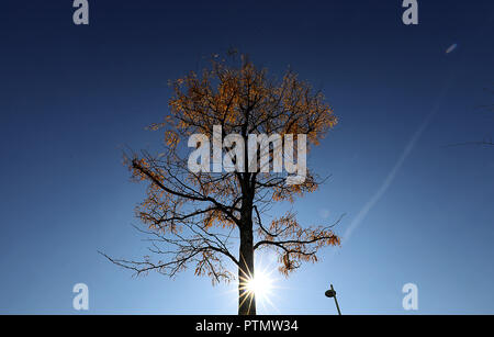 10 Oktober 2018, Nordrhein-Westfalen, Köln: Die Sonne scheint hinter einem Baum, dessen Blätter im Herbst. Foto: Oliver Berg/dpa Stockfoto