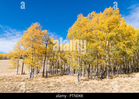 A grove of aspen trees in fall colors along the edge of a grassy meadow under a brilliant blue sky Stockfoto