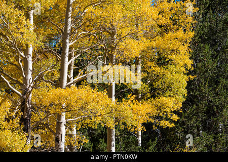 Die weißen Stämme und Äste von Aspen Bäume mit Gelb und Gold Blätter im Herbst Stockfoto