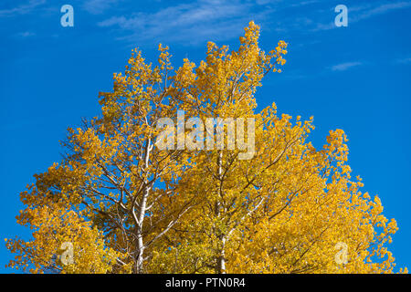 Die baumkronen von Aspen Bäume in goldenen Farben des Herbstes vor einem strahlend blauen Himmel kontrastiert Stockfoto