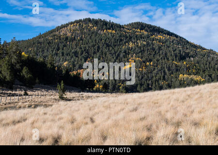 Ländliche Szene von einem Berg mit einem Mischwald aus Kiefern- und Aspen im Herbst Farben über einer Wiese Wiese mit einer Linie der Zaunpfosten Stockfoto