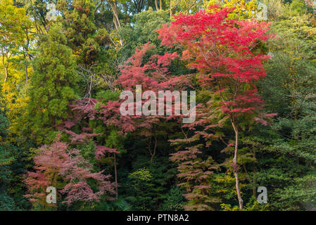Der Wald in Japan im Herbst für Hintergrund Stockfoto