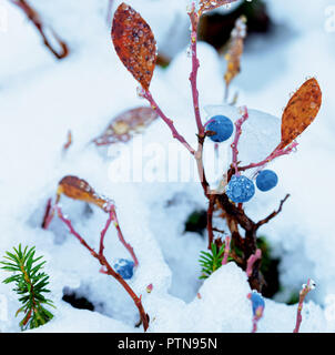 Heidelbeeren mit Wassertropfen im Schnee am Mt Rainier, Washington State Stockfoto